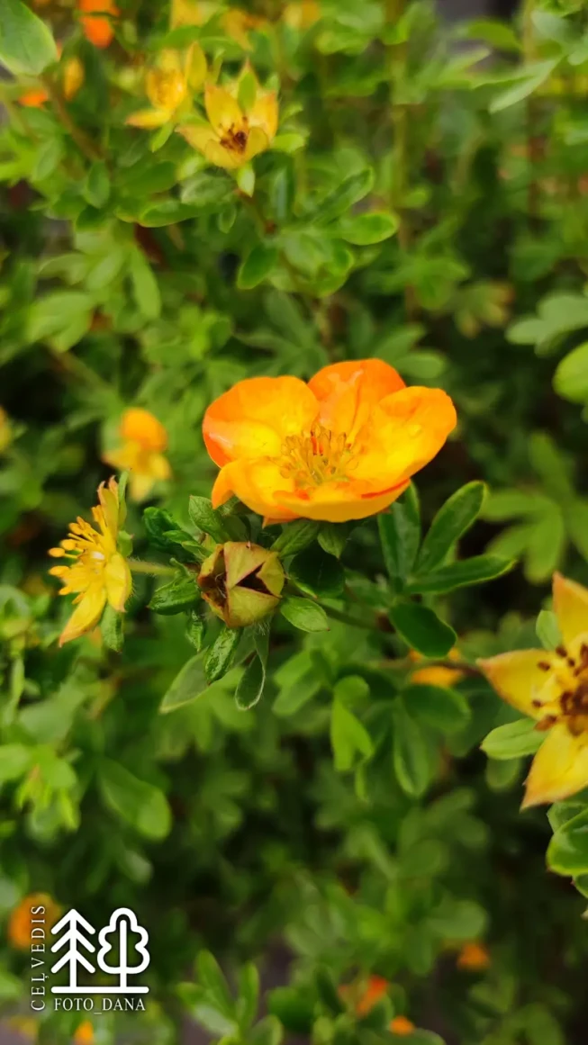 Potentilla fruticosa    'Mandarin Tango'